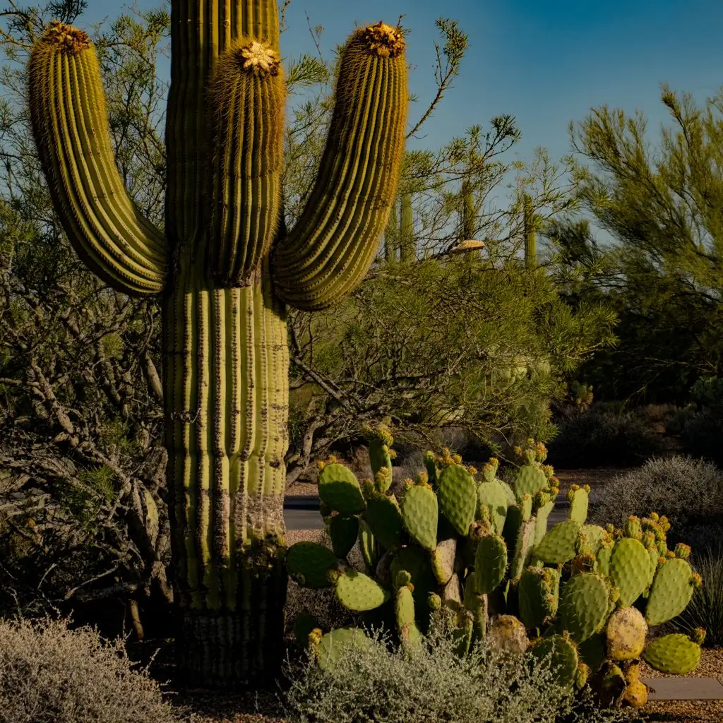 Saguaro cactus and desert scrub in the Sonoran Desert outside Tucson, Arizona
